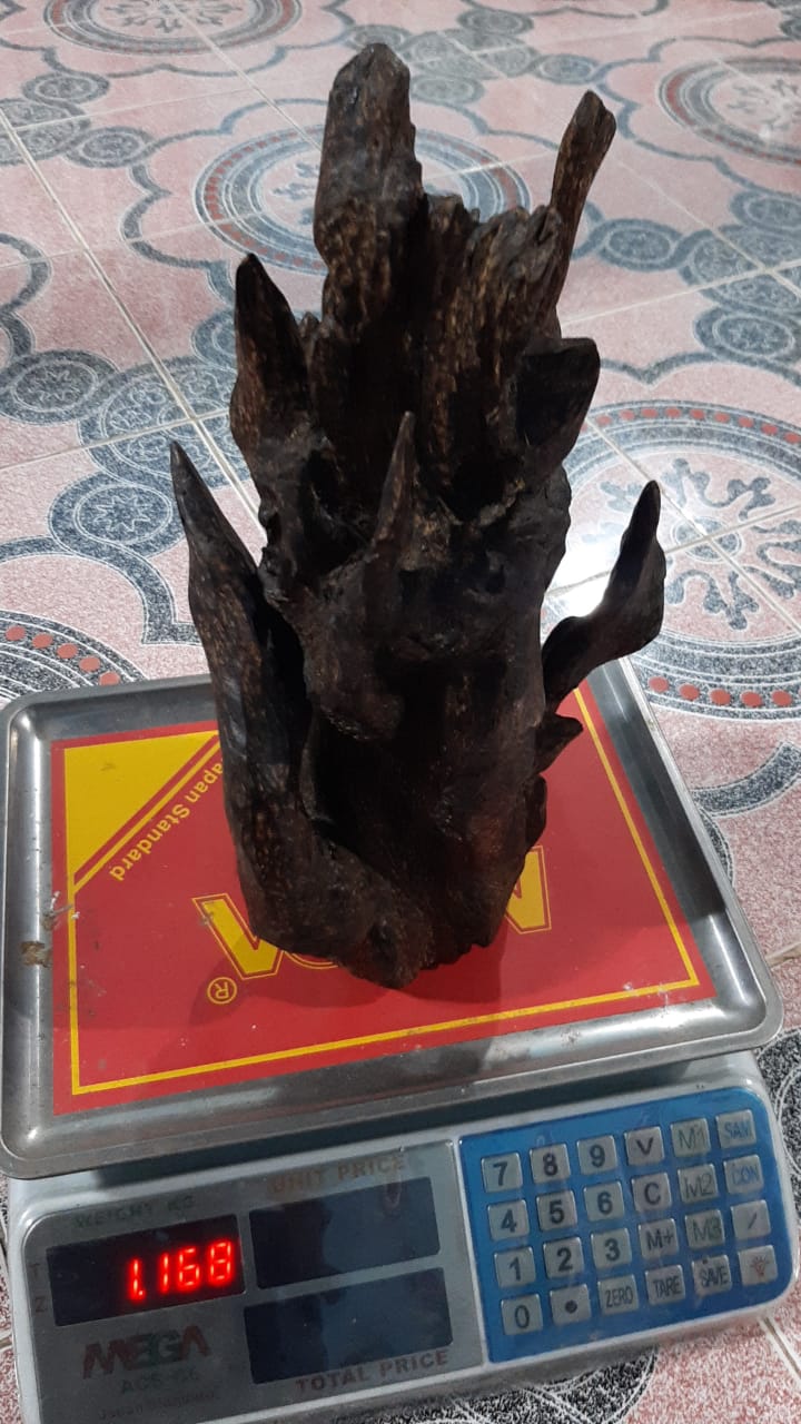 Complete 1168g Agarwood Piece Wild and Rare